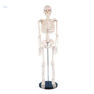 Chua Anatomical Human Skeleton Model 1/2 Life Size Human Bone Anatomy Model Movable Body Parts with Metal Stand for Yoga