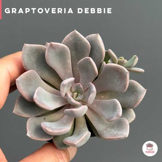 Graptoveria Debbie ไม้อวบน้ำ กุหลาบหิน cactus&amp;succulentหลากหลายสายพันธุ์