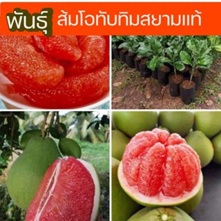 ส้มโอ ต้นส้มโอ กิ่งพันธุ์ส้มโอทับทิมสยามเสียบยอด กิ่งพันธุ์แท้ ขนาด 40-60cm  รสหวานช่ำอร่อย เนื้อแดง