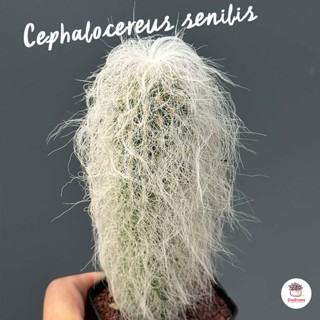 Old man แท้ ( Cephalocereus senilis ) แคคตัส กระบองเพชร cactus&amp;succulent