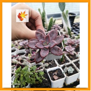 กุหลาบ​แดง​ ไมม้อวบน้ำ กุหลาบหิน กุหลาบเเดง succulents ต้นไม้อวบน้ำ ลูกชุบ หยดน้ำ Haworthia