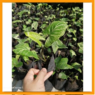 Syngonium  batik ออมกนกลายไทย ต้นไม้ตาย เคลมฟรี