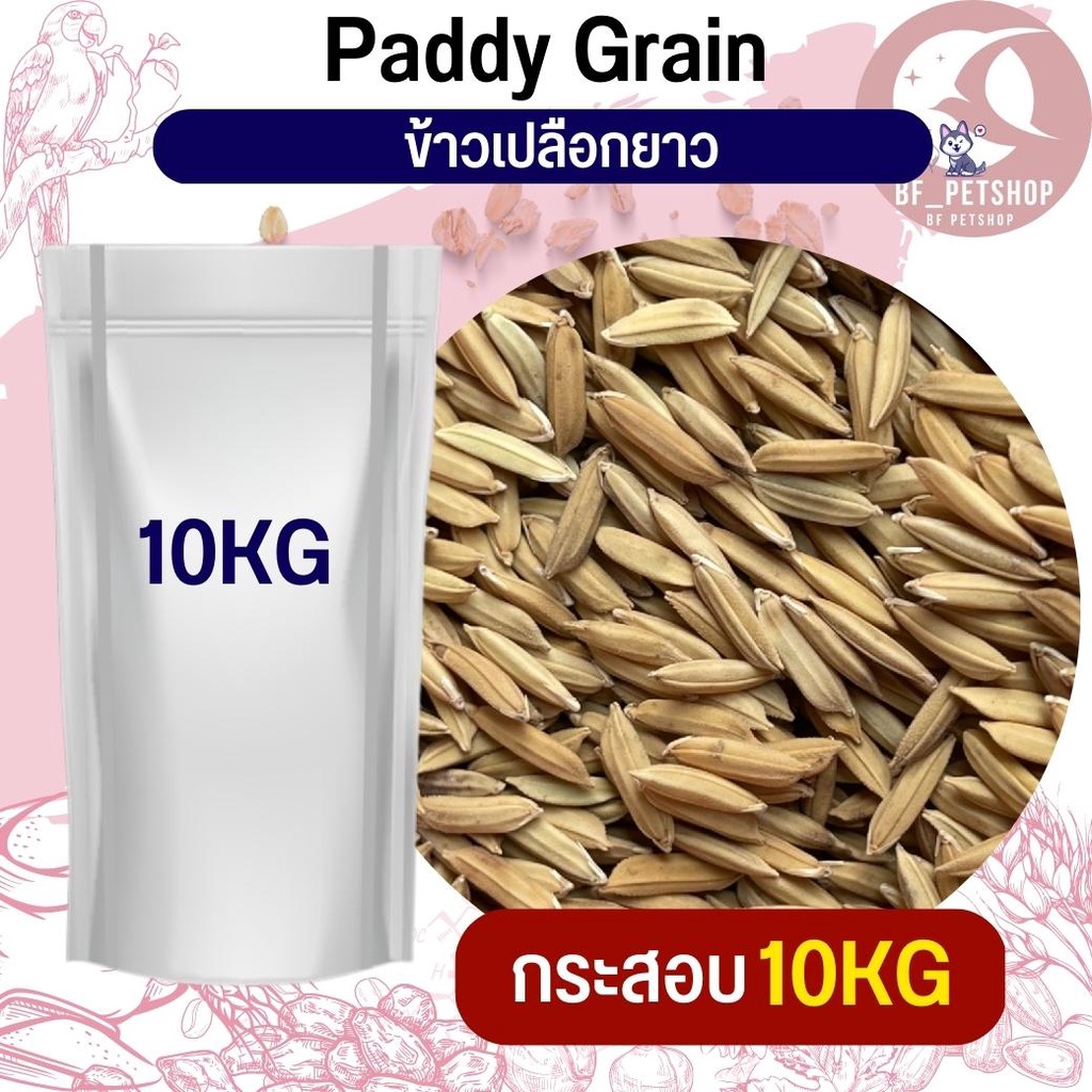 ข้าวเปลือกยาว Paddy rice อาหารนก กระต่าย หนู กระต่าย กระรอก ชูก้า และสัตว์ฟันแทะ  สินค้าใหม่ทุกกระสอบ(กระสอบ 10KG)