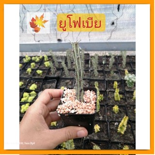 แคค​ตัส​ ยูโฟเบีย Euphorbia Sp Nova Somalia Hordio แคค​ตัส​ กระบองเพชร​