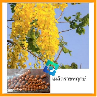 เมล็ดราชพฤกษ์ 60 เมล็ด