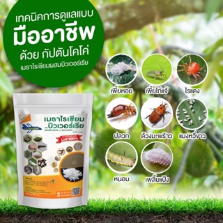 เชื้อราเมธาไรเซียม + เชื้อราบิวเวอร์เรีย ชนิดผง (Metharisium &amp; Beauveria) กำจัดไรแดง เพี้ย และแมลง ปลอดภัย 100%