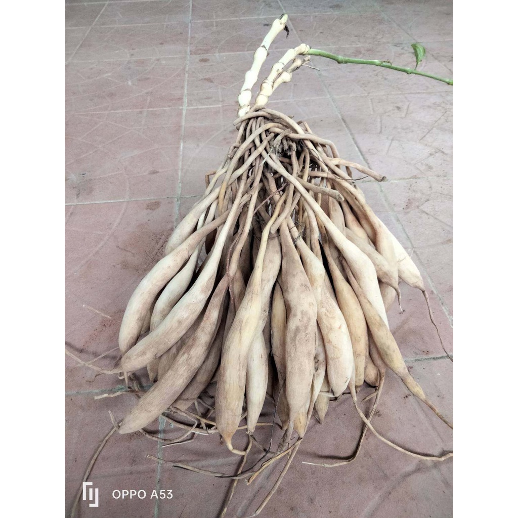 หนอนตายหยาก ครึ่ง,1กก.(หัวกึ่งแห้งกึ่งสด)ใช้ทำยา ปงช้าง หนอนตายยาก หนอนตายอยาก