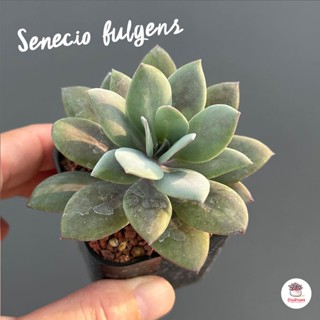 Senecio fulgens กุหลาบหิน cactus&amp;succulentหลากหลายสายพันธุ์