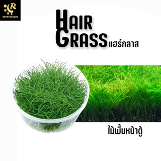 Hairgrass หญ้าเข็มมินิ แฮร์กลาส ต้นไม้น้ำ ไม้เนื้อเยื่อ ไม้กระปุก ไม้นำ พรรณไม้น้ำ Hair Grass Plant