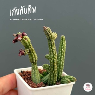 เก๋งจีน เก๋งทับทิม Echidnopsis ericiflora แคคตัส กระบองเพชร cactus&amp;succulent