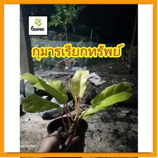 ฟิโลเดนดอนสีทอง​ ฟิโลทอง​ ต้นกุมารเรียกทรัพย์​ ข้อยาว ไม้​มงคล​ไม้​ประดับ​ กุมาร​เรียก​ทรัพย์​ พร้อมกระถางดำ 4 นิ้ว