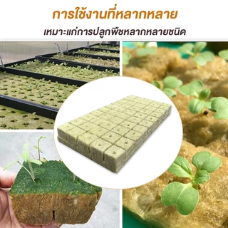 rockwool cubes ร็อควูล ก้อนเพาะปลูกต้นกล้า เพาะเมล็ด เพาะชำ ไฮโดรโปนิค100/60/36pcs วัสดุใยหินปลูกต้นไม้ ระบบไร้ดิน