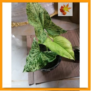 เงินไหลมาโมจิโต้​ Syngonium Mojito ต้นเงินไหล​โมจิโต้​ ต้นสวย​ รากเต็ม​กระถาง​