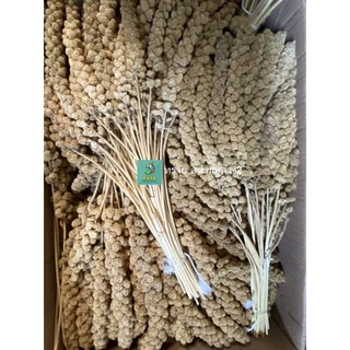 อ่านก่อนซื้อ..มิลเล็ตสเปรย์ (แบ่งขาย 200-500G.) อาหารนกแก้ว หนูแฮมสเตอร์ และสัตว์ฟันแทะ