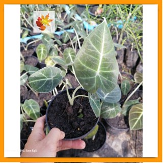 อโลคาเซียแบล็คเวลเวทใบกำมะหยี่ Alocasia Black Velvet