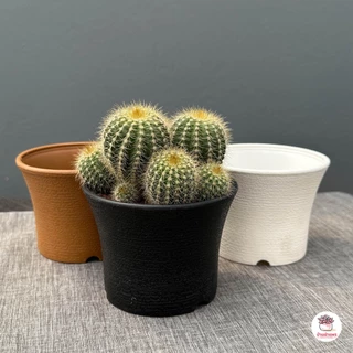 กระถางตอไม้ ปากบานเตี้ย กระถางพลาสติก แคคตัส กระบองเพชร ไม้อวบน้ำ Cactus&Succulent