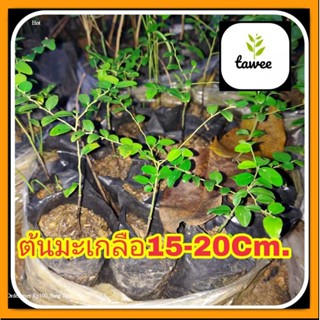 ต้นมะเกลือ​ มะเกลือ​ ไม้ป่าราคาเเพง