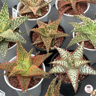 Sale!! Aloe Hybrid seedlings อโลไฮบริด ไม้เมล็ด #กระถาง 3 นิ้ว ไม้อวบน้ำ กุหลาบหิน cactus&amp;succulentหลากหลายสายพันธุ์