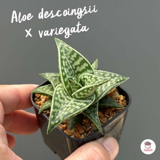 Aloe descoingsii × variegata แคคตัส กระบองเพชร ไม้อวบน้ำ cactus&amp;succulent หลากหลายสายพันธุ์