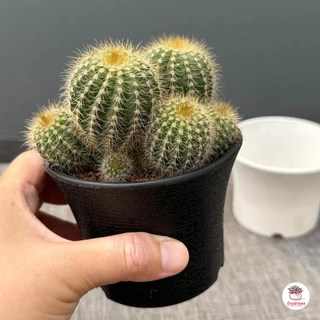 กระถางตอไม้ ปากบานเตี้ย กระถางพลาสติก แคคตัส กระบองเพชร ไม้อวบน้ำ Cactus&Succulent