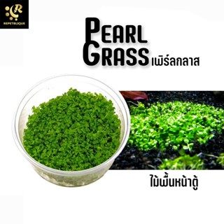 Pearl grass เพิร์ลกลาส ต้นไม้น้ำ ไม้เนื้อเยื่อ ไม้กระปุก ไม้น้ำ Plant