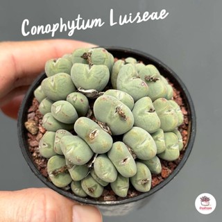 Conophytum Luiseae กุหลาบหิน cactus&amp;succulentหลากหลายสายพันธุ์