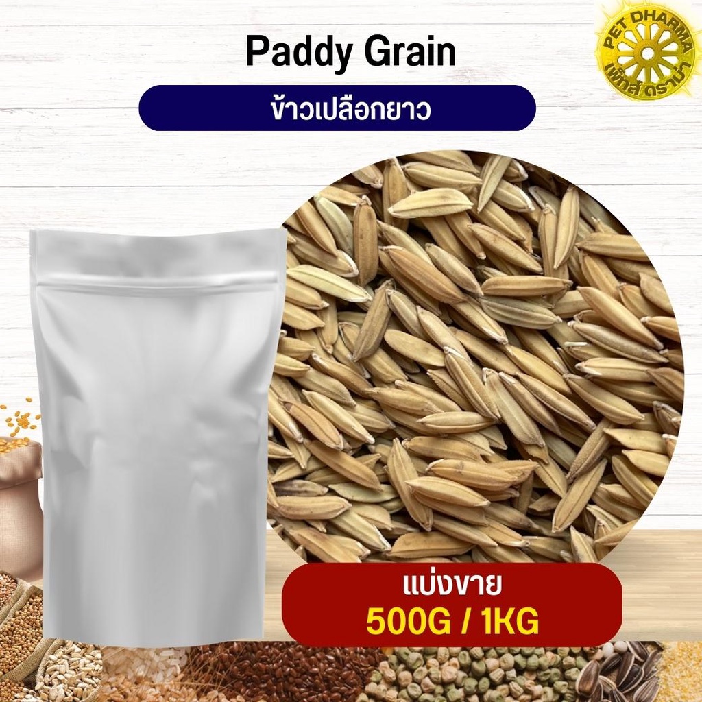 ข้าวเปลือกยาว Paddy rice อาหารนก กระต่าย หนู กระต่าย ชูก้า และสัตว์ฟันแทะ สะอาดได้คุณภาพ (แบ่งขาย 500G / 1KG)