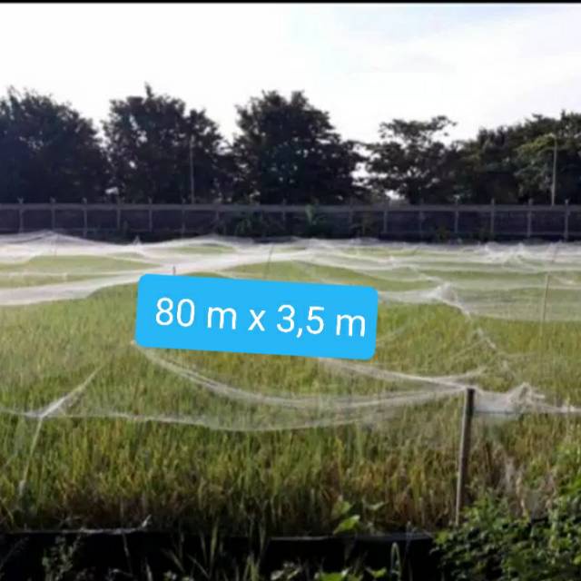 BIRD NET 1 FINGER HOLE RICE SAFETY NET ในข้าว FIELD FISH NET NET