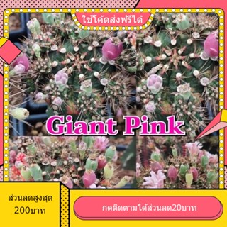 เมล็ด Giant Pink ใจแอ๊นพิงค์ 1หลอด ได้150เมล็ด+++