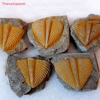 [Thevatipoem] Brachiopod Conchostraca ฟอสซิลธรรมชาติ สําหรับการเรียนการสอน