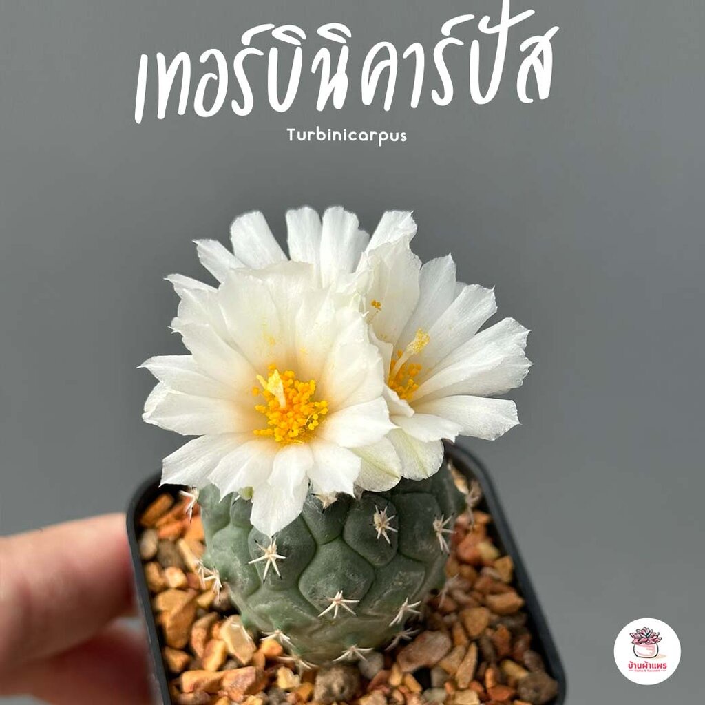 เทอร์บินิคาร์ปัส Turbinicarpus viereckii แคคตัส กระบองเพชร cactus&succulent