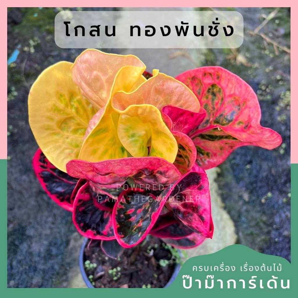 โกสนทองพันชั่ง ส่งพร้อมกระถาง 6 นิ้ว