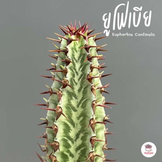 ยูโฟเบีย Euphorbia Confinalis แคคตัส กระบองเพชร cactus&amp;succulent