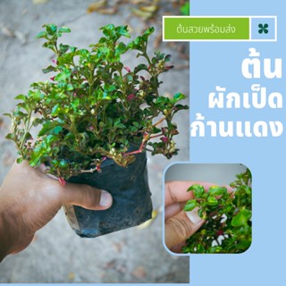 ผักเป็ดก้านแดงพร้อมส่ง🌿ต้นไม้เรี่ยดินแต่งสวนคลุมหญ้าอื่่น🍀