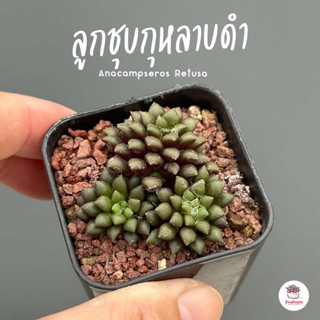 ลูกชุบกุหลาบดำ Anacampseros Retusa ไม้อวบน้ำ กุหลาบหิน แคคตัส กระบองเพชร cactus&amp;succulent