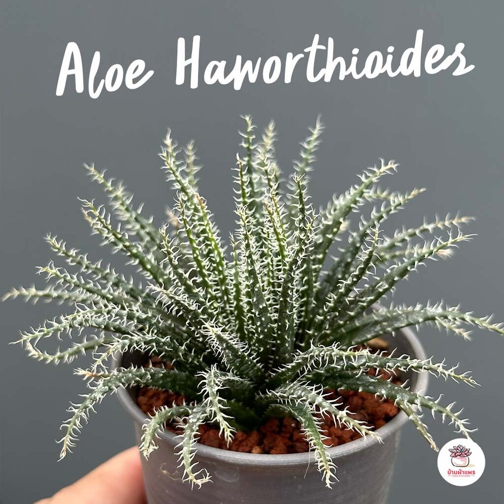 Aloe Haworthioides ไม้อวบน้ำ กุหลาบหิน cactus&amp;succulentหลากหลายสายพันธุ์