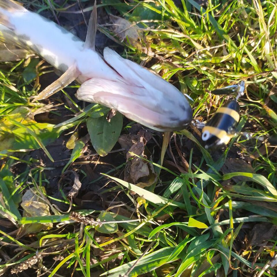 Walk FISH เหยื่อตกปลาสปินเนอร์ แบบสั่นสะเทือน โลหะ ขนาด 10 กรัม 2.1 ซม. อุปกรณ์เสริม สําหรับตกปลาทะเล — صورة 6