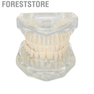 Foreststore Transparent Dental Model Clear Structure Educational Dental  Display Model.