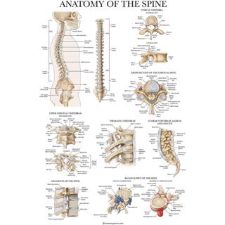 โปสเตอร์กระดูกสันหลัง แผนภูมิกายวิภาคศาสตร์ ลามิเนต