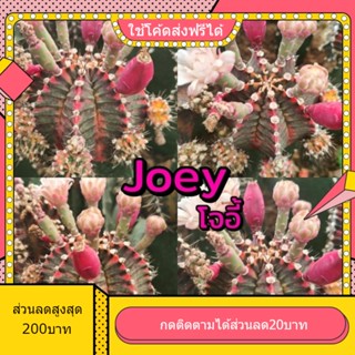 เมล็ด Joey โจอี้ 1หลอด ได้150เมล็ด+++