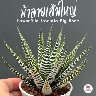 ม้าลายเส้นใหญ่ Haworthia fasciata Big Band ไม้อวบน้ำ กุหลาบหิน cactus&amp;succulentหลากหลายสายพันธุ์