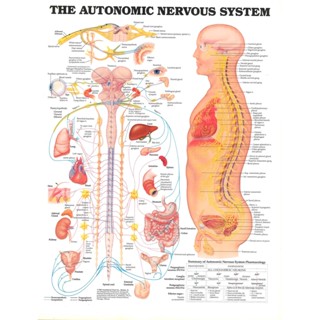 โปสเตอร์ผ้าไหม พิมพ์ลาย The Autonomic Nervous System Anatomical Diagram สําหรับตกแต่งผนังบ้าน 0316