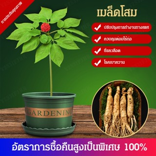 【1/2 ชิ้น】[ราชาแห่งสมุนไพร] โสม เมล็ดโสมอเมริกันกระถาง เมล็ดโสม