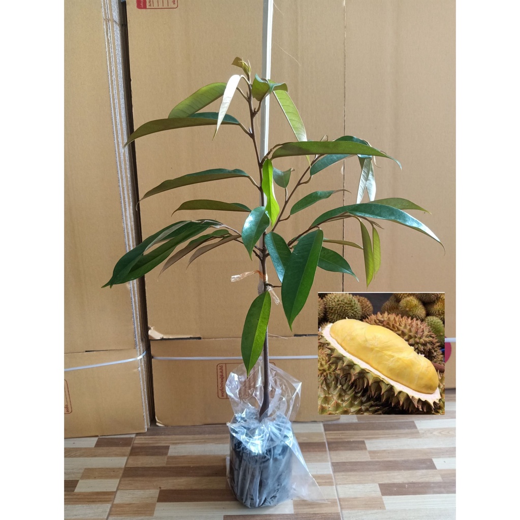ต้นทุเรียนหมอนทอง (Monthong Durian)  ปลูกง่ายขนาดต้น 50-70ซม. ต้นพันธุ์เสียบยอด