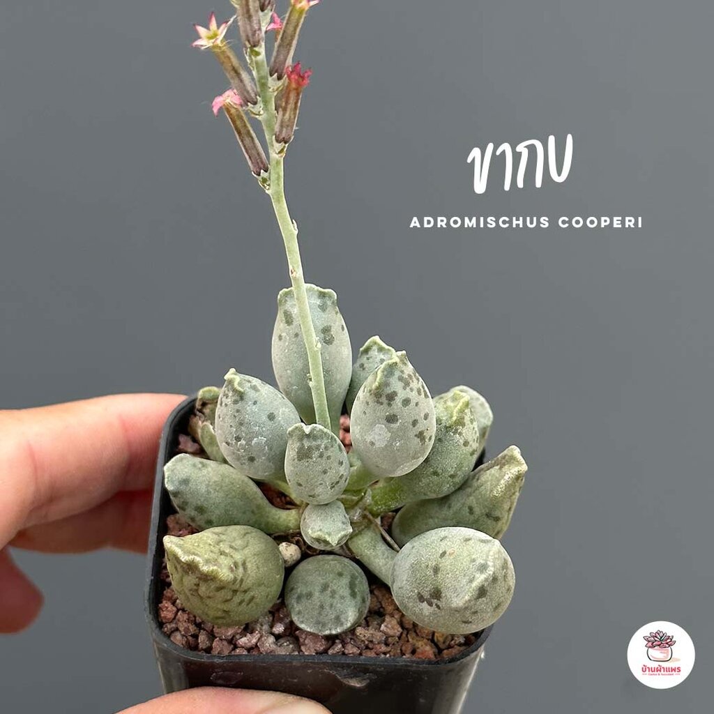ขากบ Adromischus Cooperi ไม้อวบน้ำ กุหลาบหิน Cactus&Succulent หลากหลายสายพันธุ์