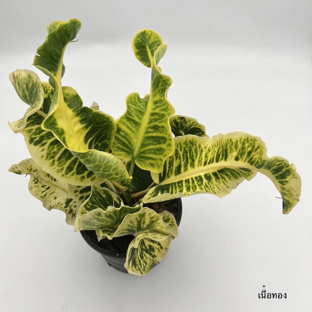 มุมมอง 2