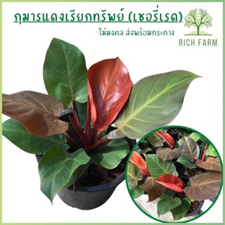 ต้นกุมารแดงเรียกทรัพย์ ฟิโลเดนดรอนเชอรี่เรด philodendron  cherry red ไม้มงคลเรียกทรัพย์ ส่งเป้นต้นพร้อมกระถาง