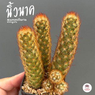 นิ้วนาค #ไซส์เล็ก Mammillaria elongata แคคตัส กระบองเพชร cactus&amp;succulent