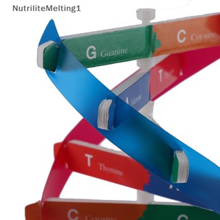 [NutriliteMelting1] โมเดลของเล่นวิทยาศาสตร์ DNA แบบเกลียวคู่ เสริมการเรียนรู้เด็ก [TH]