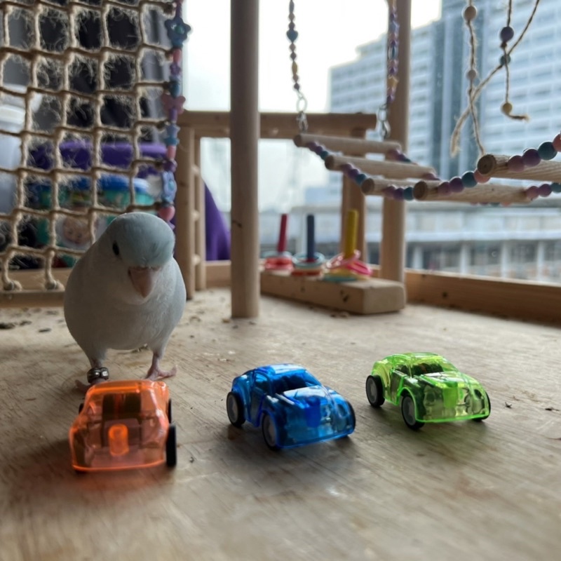 Bird Toys Mini Pull-back Car ของเล่นนกแก้ว รถไขลานวิ่งได้ (คละสี) ลากถอยหลังให้นกแก้วเล่นกับรถได้ ขนาด 5*3*2 ซม
